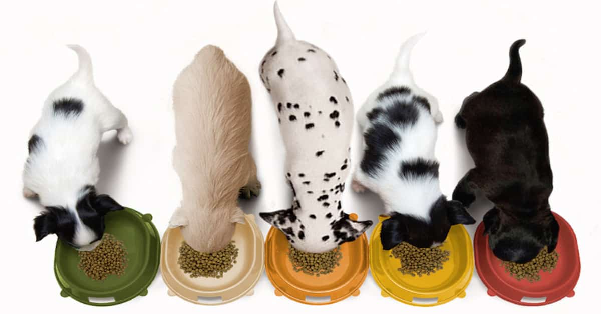 Best Zesty Paws Recall