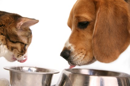 Can cat and dog food be eaten 1