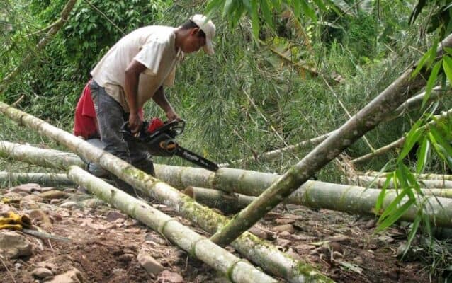 Home - Findingneverlandthemusical 7 harvesting bamboo poles
