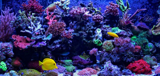 Best Protein Skimmers1 630x300 1