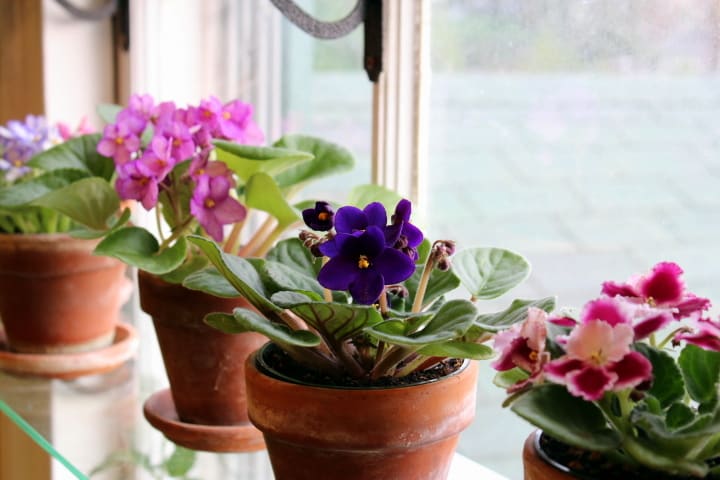 Find the ways and useful tips for how to bring an African violet back to life! 1 how to bring an African violet back to life