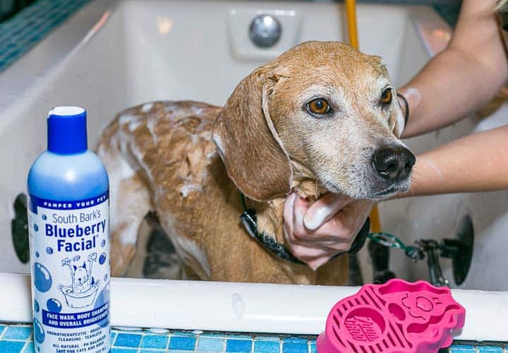 Blueberry Facial For Dogs: The Best Shampoo For Your Pet? 1 blueberry facial for dogs