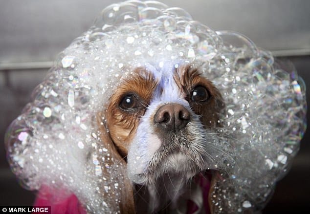 Blueberry Facial For Dogs: The Best Shampoo For Your Pet? 5 article 2592948 1C99779900000578