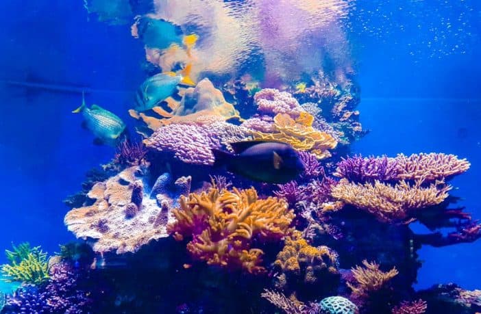 best protein skimmer 702x459 1