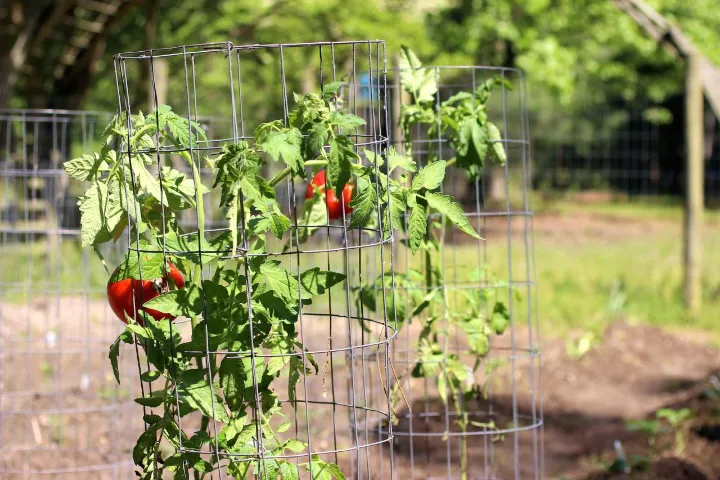 best tomato cage