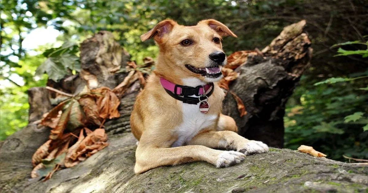 Top 8 Best Electric Dog Fence Systems 7 best electric dog fence systems