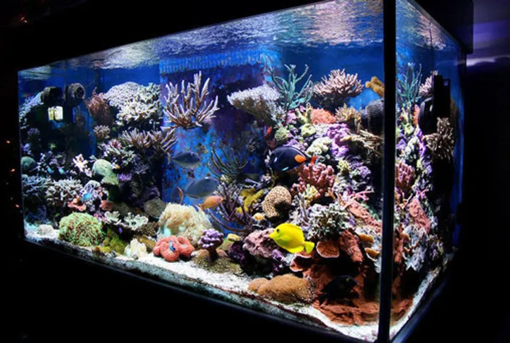 best aquariums reviews