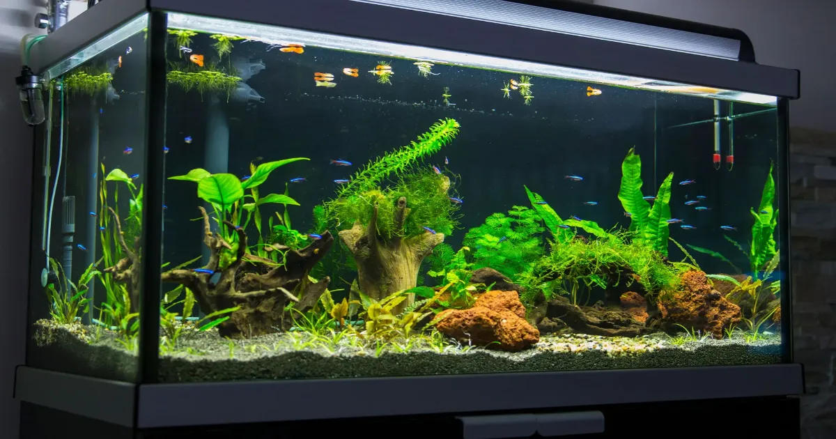 Best Aquariums in 2024 – Reviews